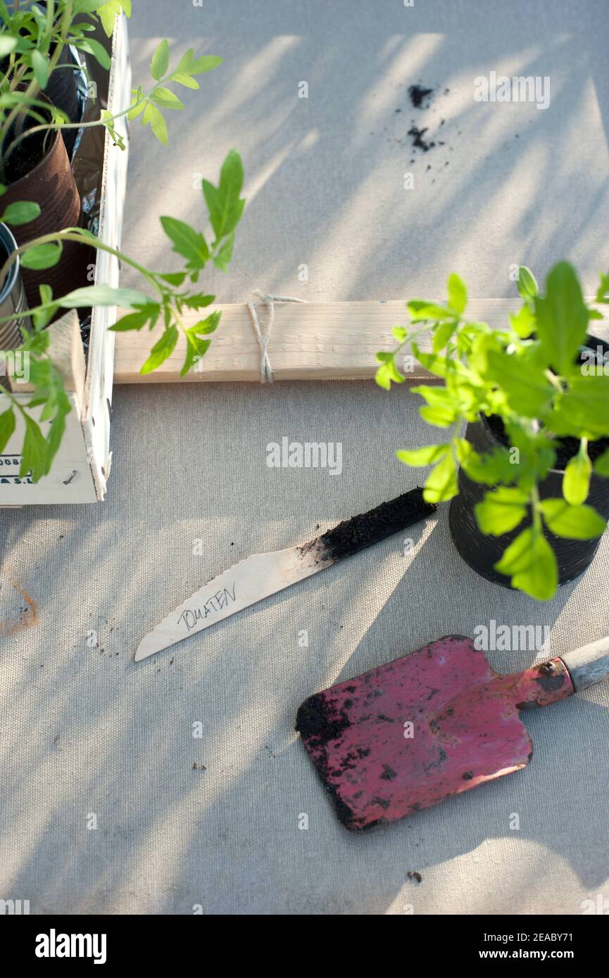 Seedlings cans hi-res stock photography and images - Alamy