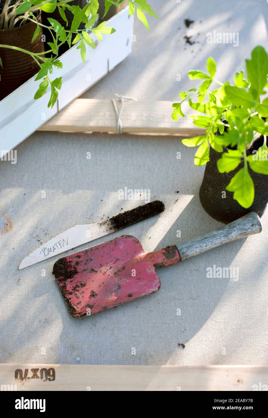 Seedlings cans hi-res stock photography and images - Alamy