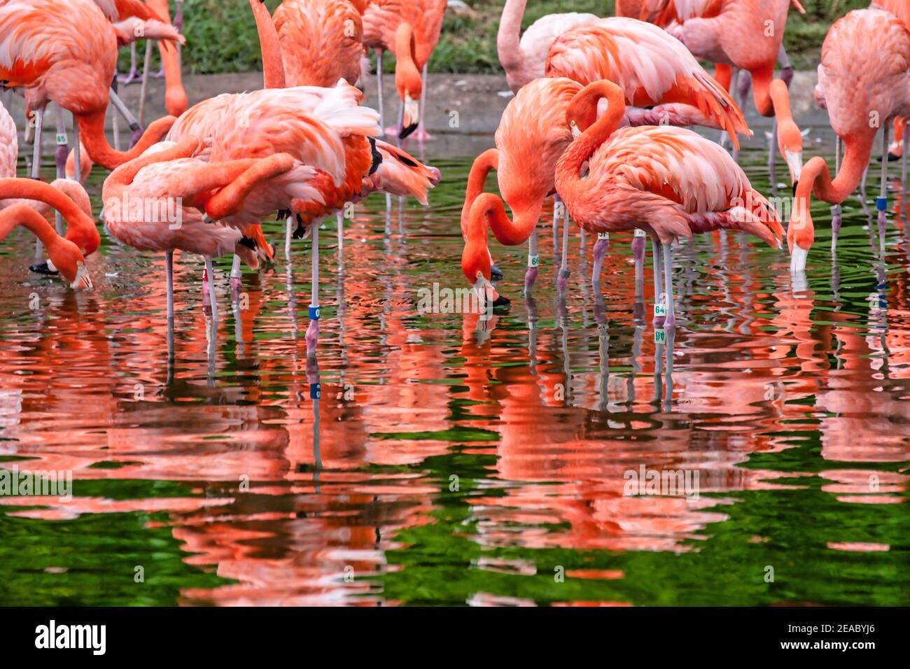 A flock of flamingoes reflected in Flamingo Lake at Jungle Island in Miami, Florida. Stock Photo