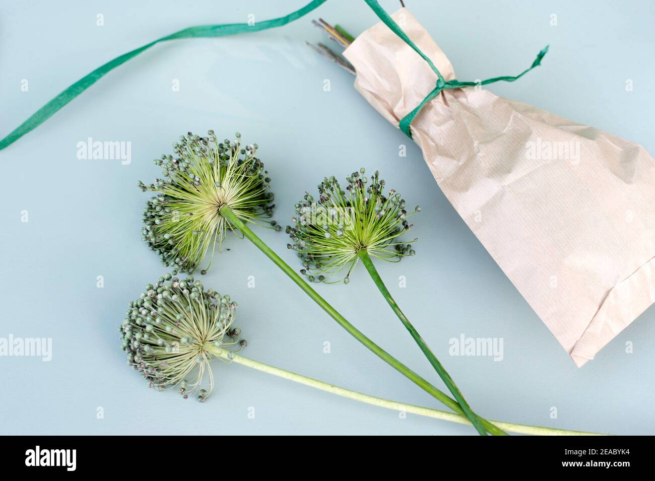 Drying flower seeds hires stock photography and images Alamy