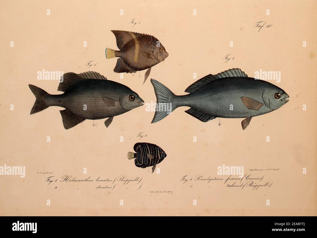 Abyssinian Torbies Neue Wirbelthiere zu der Fauna von Abyssinien gehörig (Taf. 10 Fig.1-4 ...