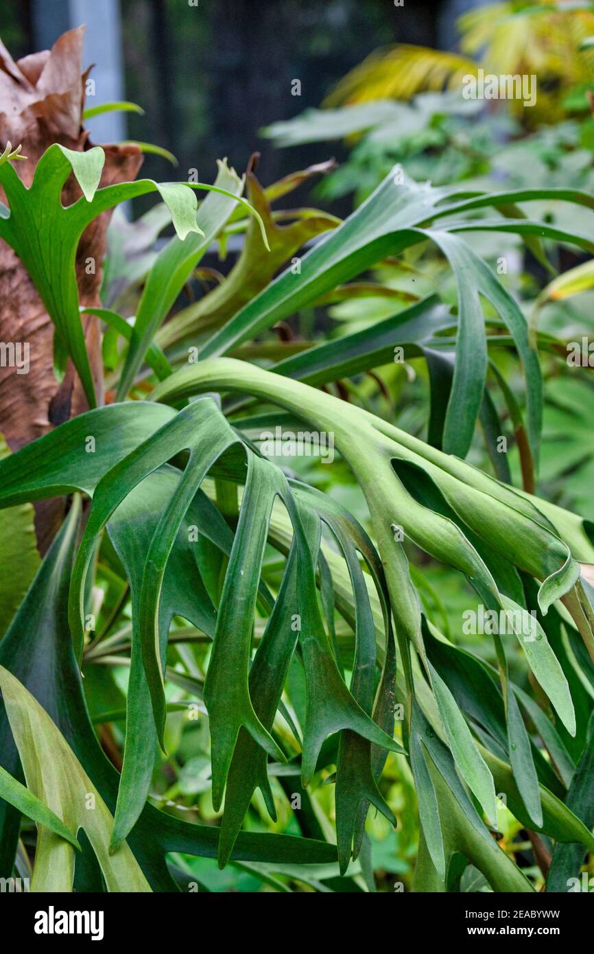 Staghorn fern hi-res stock photography and images - Alamy