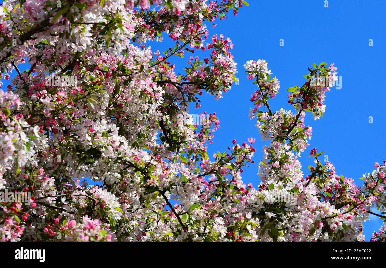 Blooming Tree at Chester Zoo 2018 Stock Photo