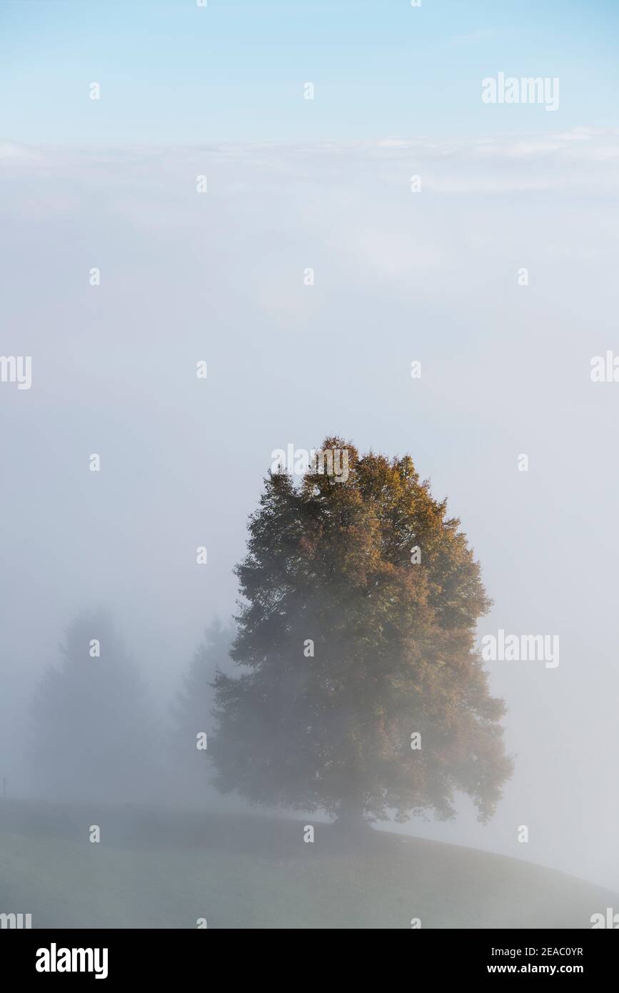 Fog line hires stock photography and images Alamy