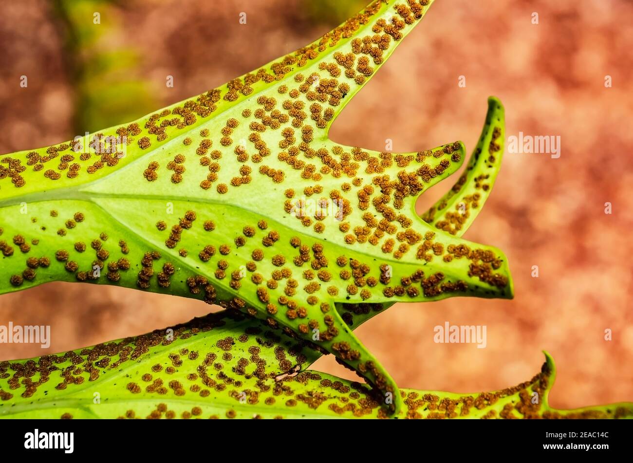 Sori On Underside Of Staghorn Leaf Stock Photo