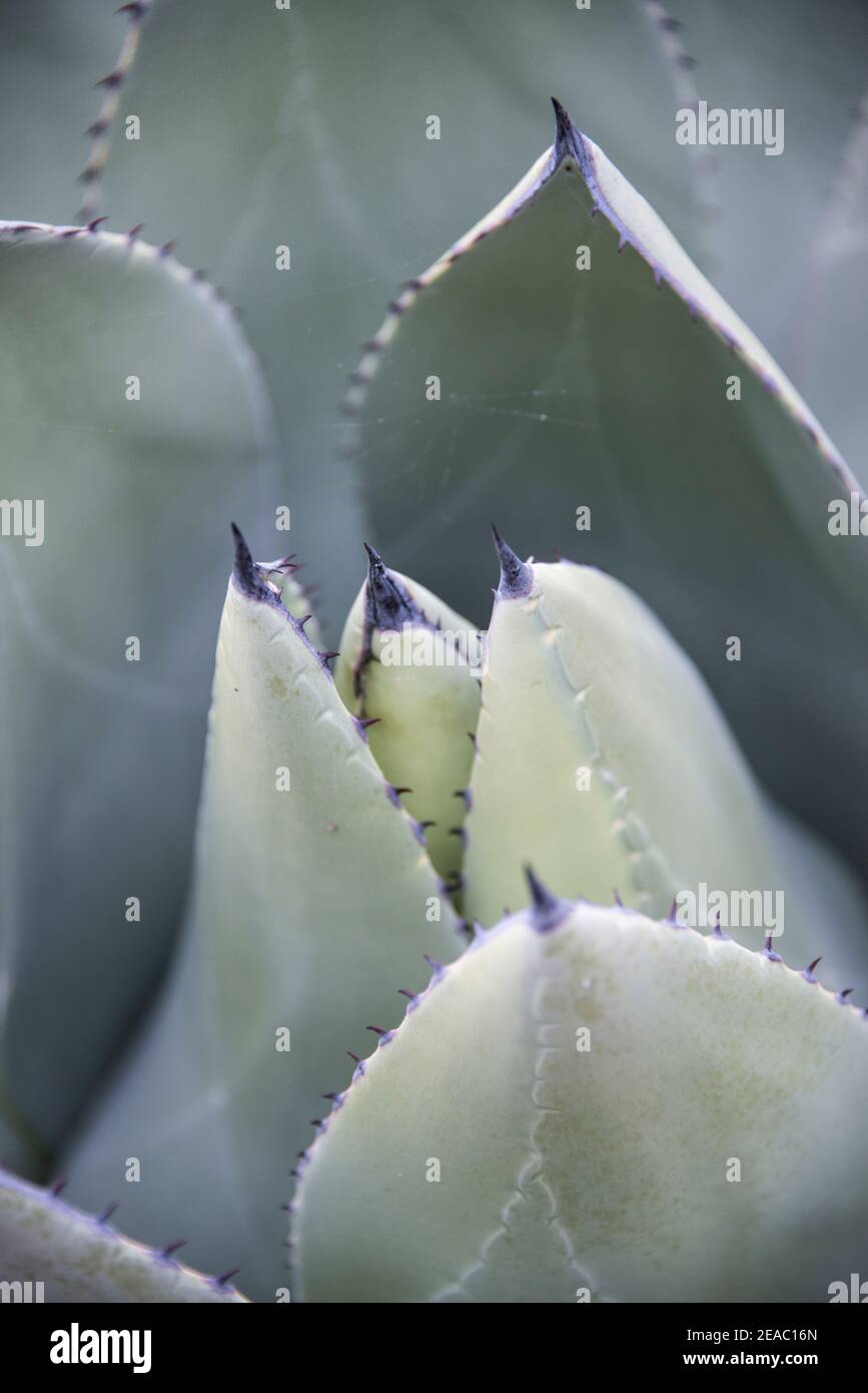 Agave leaves Stock Photo