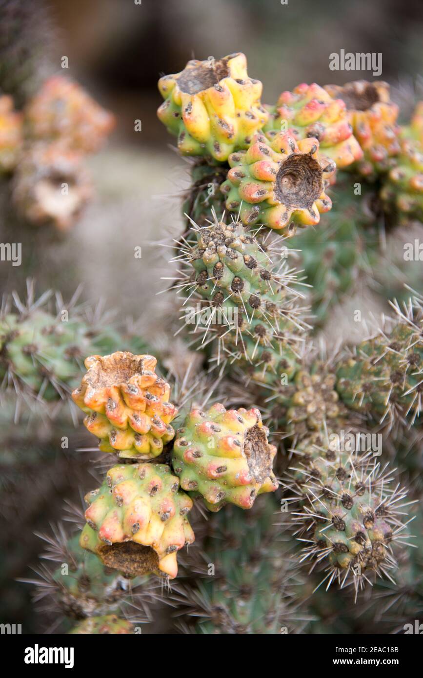 Cactus fruit Stock Photo