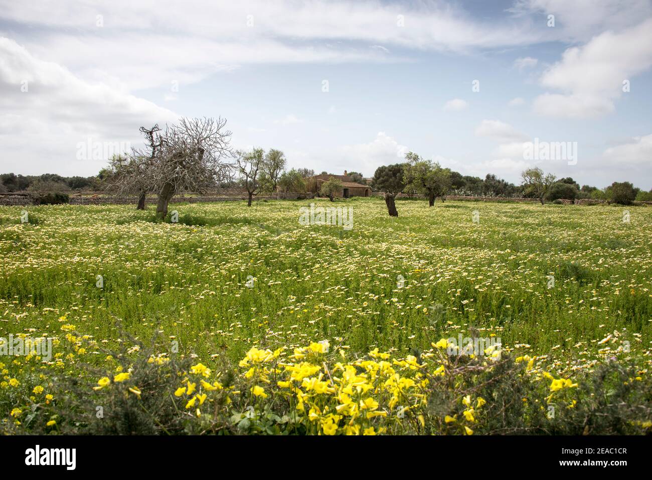 Blooming meadow in Mallorca Stock Photo