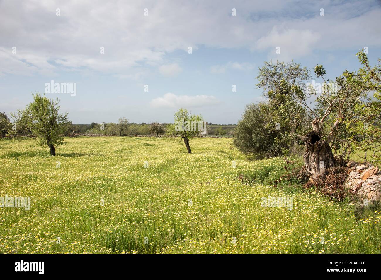 Blooming meadow in Mallorca Stock Photo