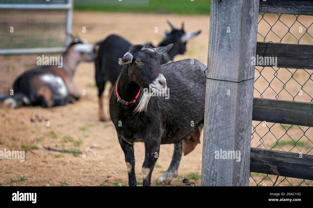 A domesticated female goat wearing a red collar Stock Photo Alamy
