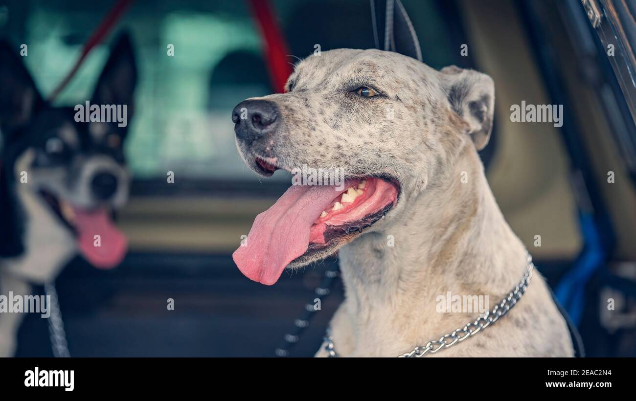 Why Is My Puppy Panting When Its Not Hot