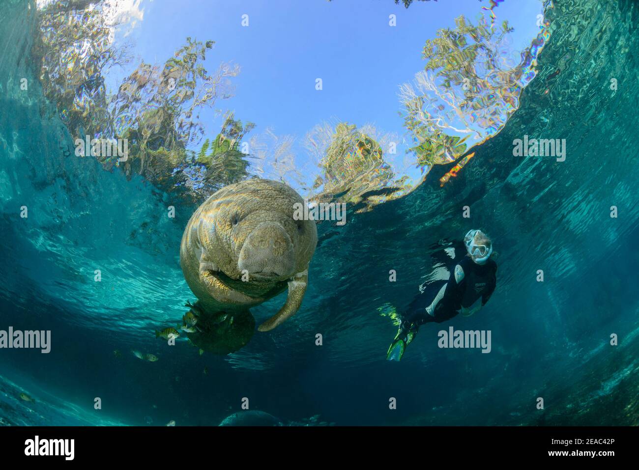 Florida manatee (Trichechus manatus latirostris) and diver, Three Sisters, Kings Bay, Crystal River, Citrus County, Florida, USA Stock Photo