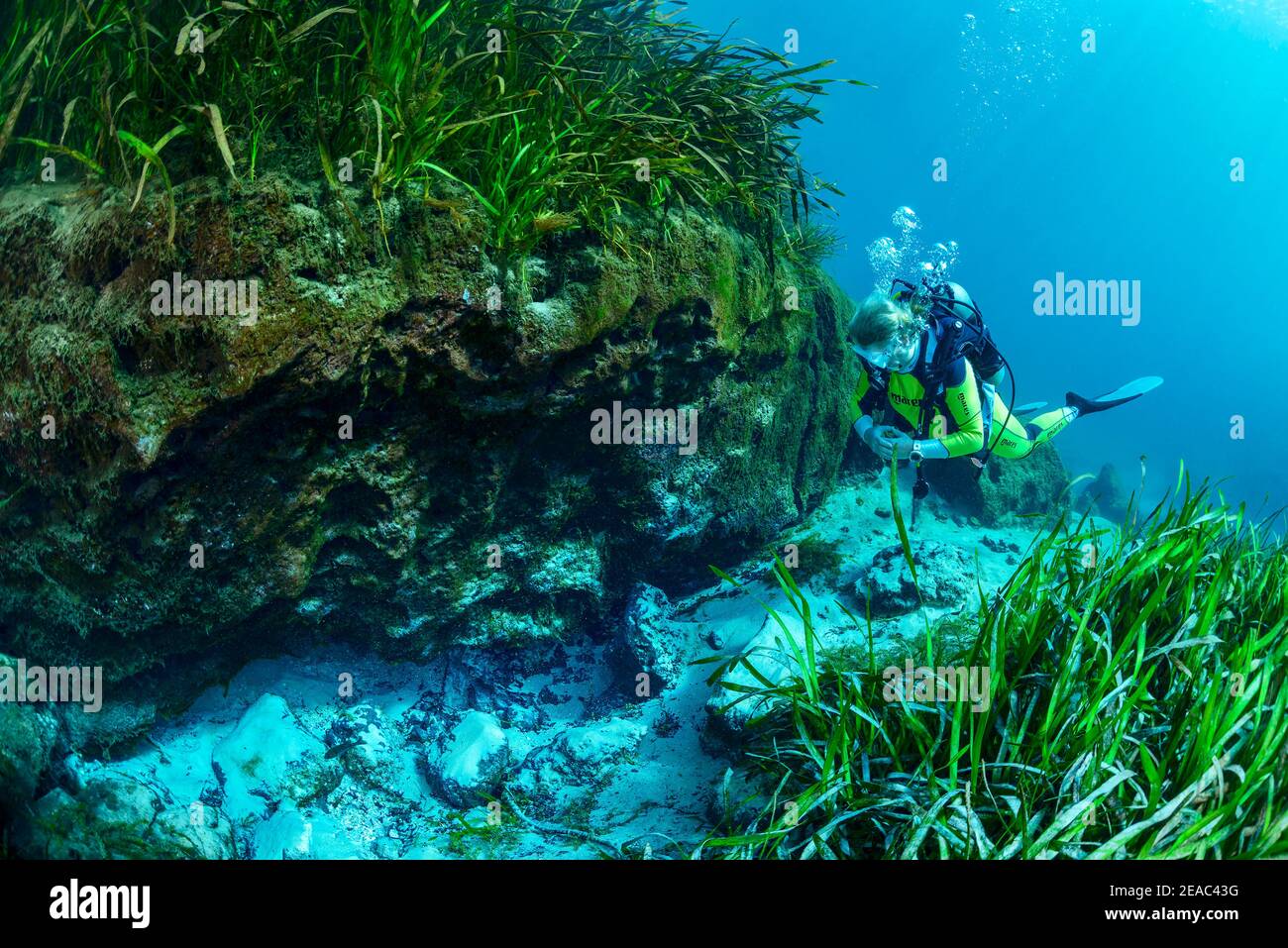 Divers at a small spring pot by the Rainbow River, Dunnellon, Marion County, Florida, USA Stock Photo