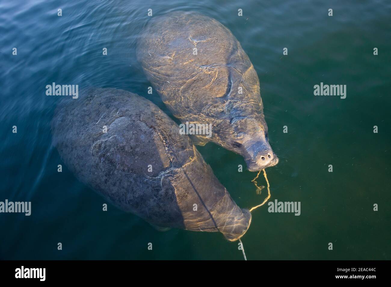 Florida manatees (Trichechus manatus latirostris) playing with anchor rope in their mouths, Kings Bay, Crystal River, Citrus County, Florida, USA Stock Photo