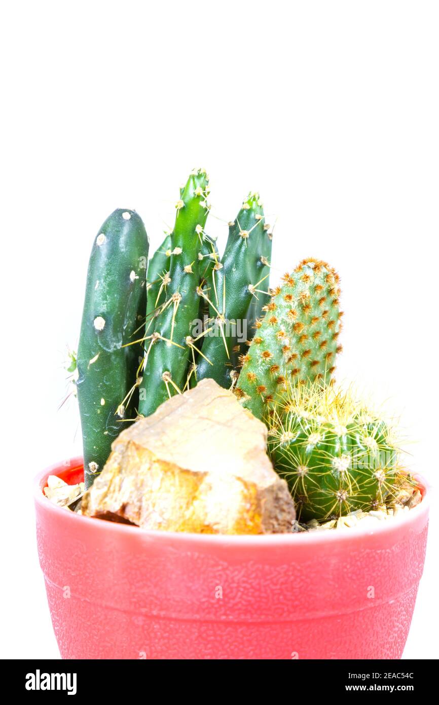 small cactus houseplant in pot on white background Stock Photo - Alamy