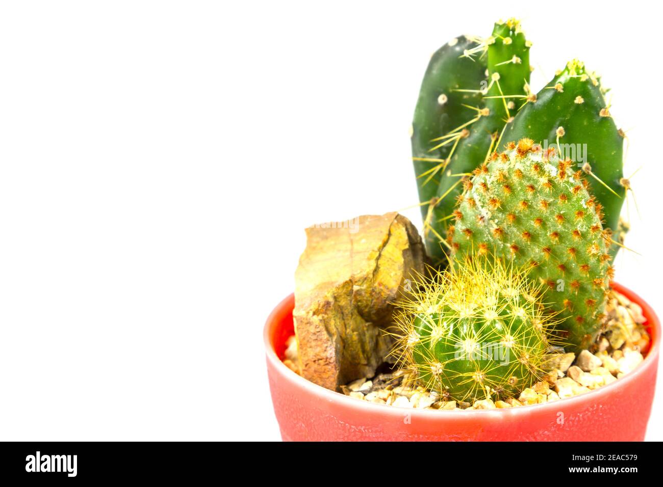 small cactus houseplant in pot on white background Stock Photo - Alamy