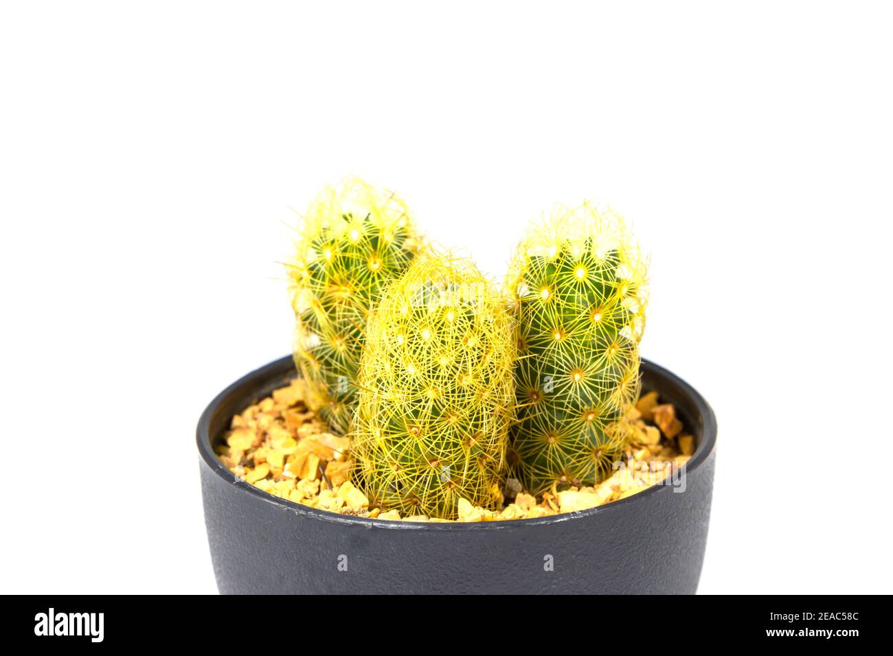 small cactus houseplant in pot on white background Stock Photo - Alamy