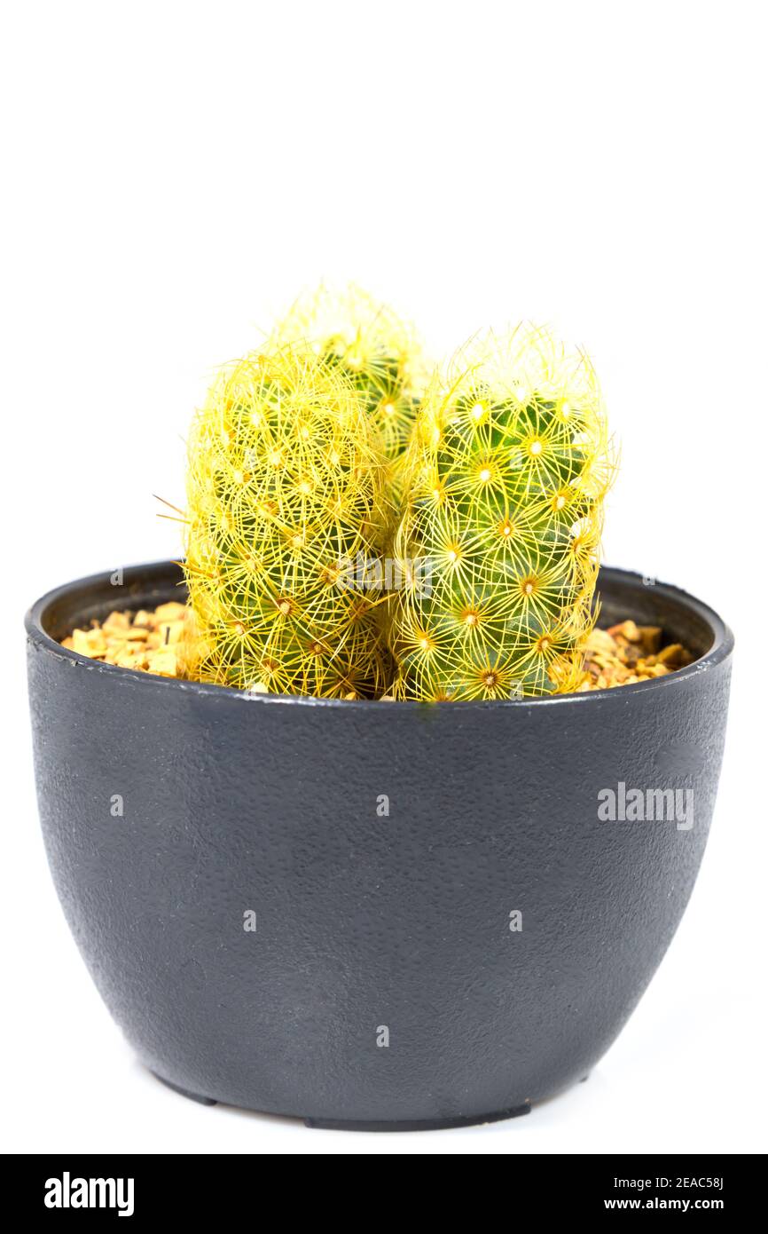 small cactus houseplant in pot on white background Stock Photo - Alamy
