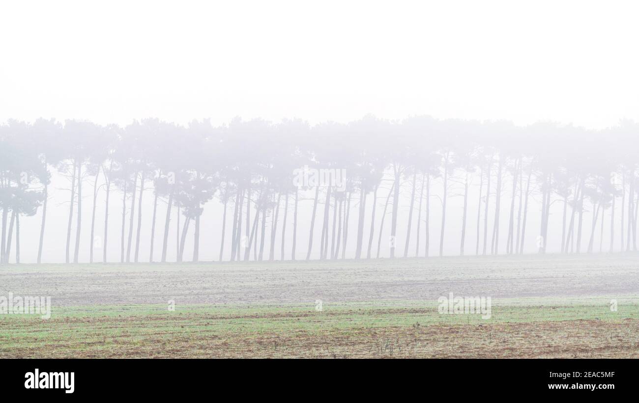 Silhouettes of trees in the fog Stock Photo - Alamy