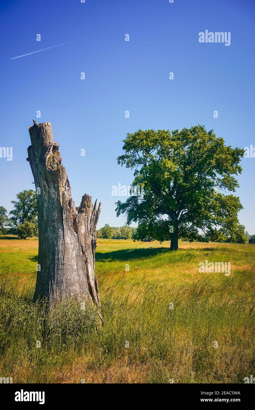A dead tree stump and a healthy deciduous tree hires stock photography