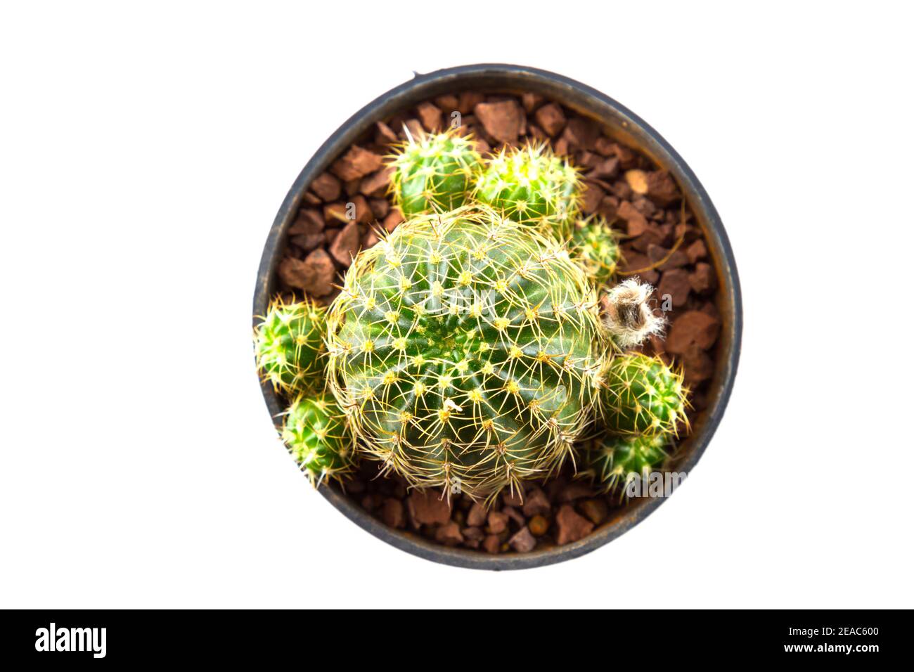 small cactus houseplant in pot on white background Stock Photo - Alamy