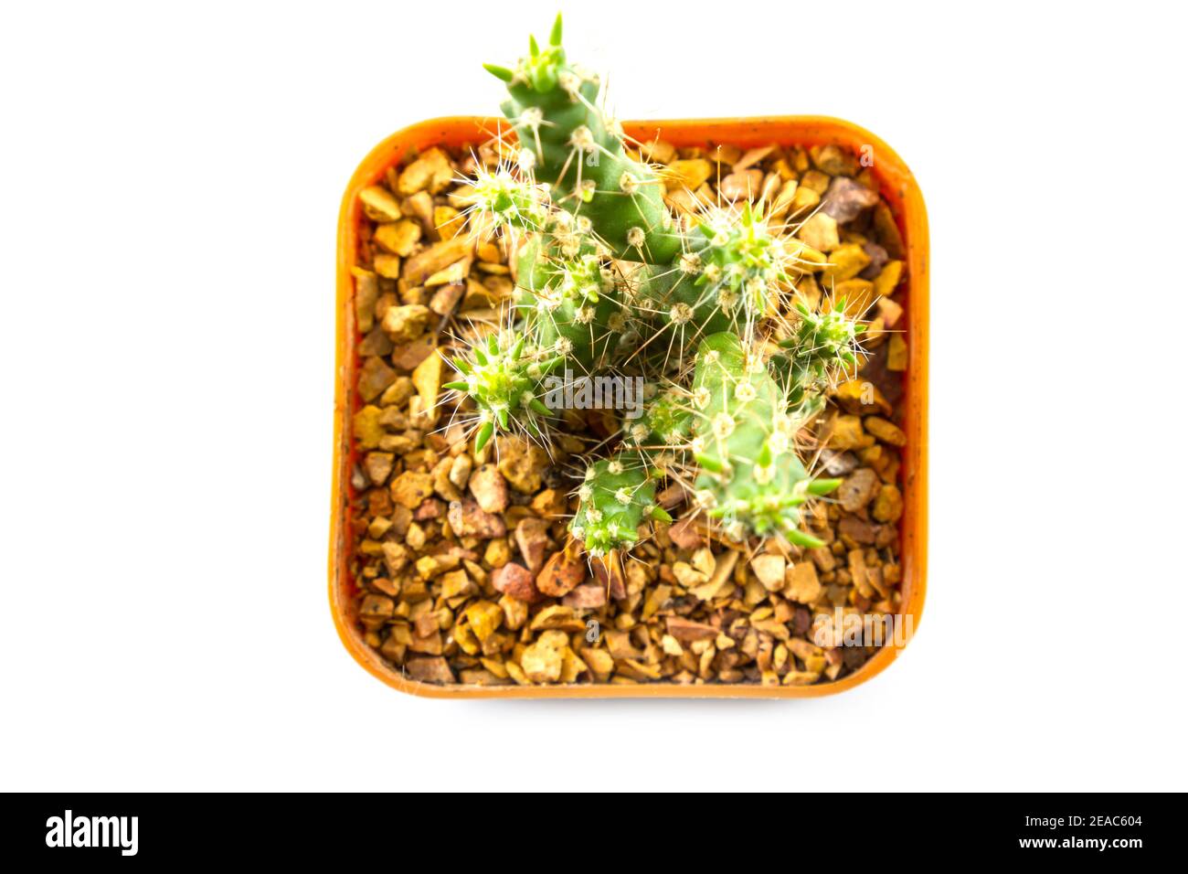 small cactus houseplant in pot on white background Stock Photo - Alamy