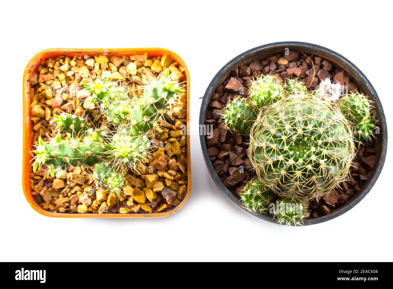 small cactus houseplant in pot on white background Stock Photo - Alamy