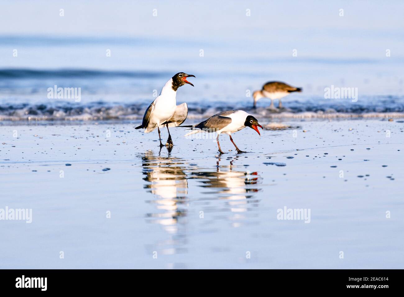 Screeching seagulls with beak open in the morning surf on the Gulf Coast, close-up Stock Photo