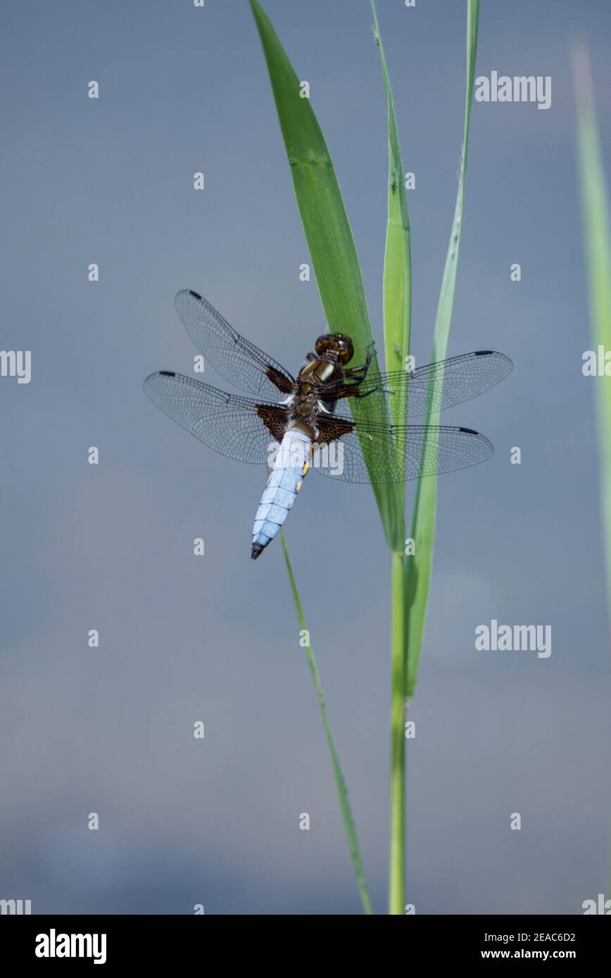 Dragonfly on a reed stalk Stock Photo
