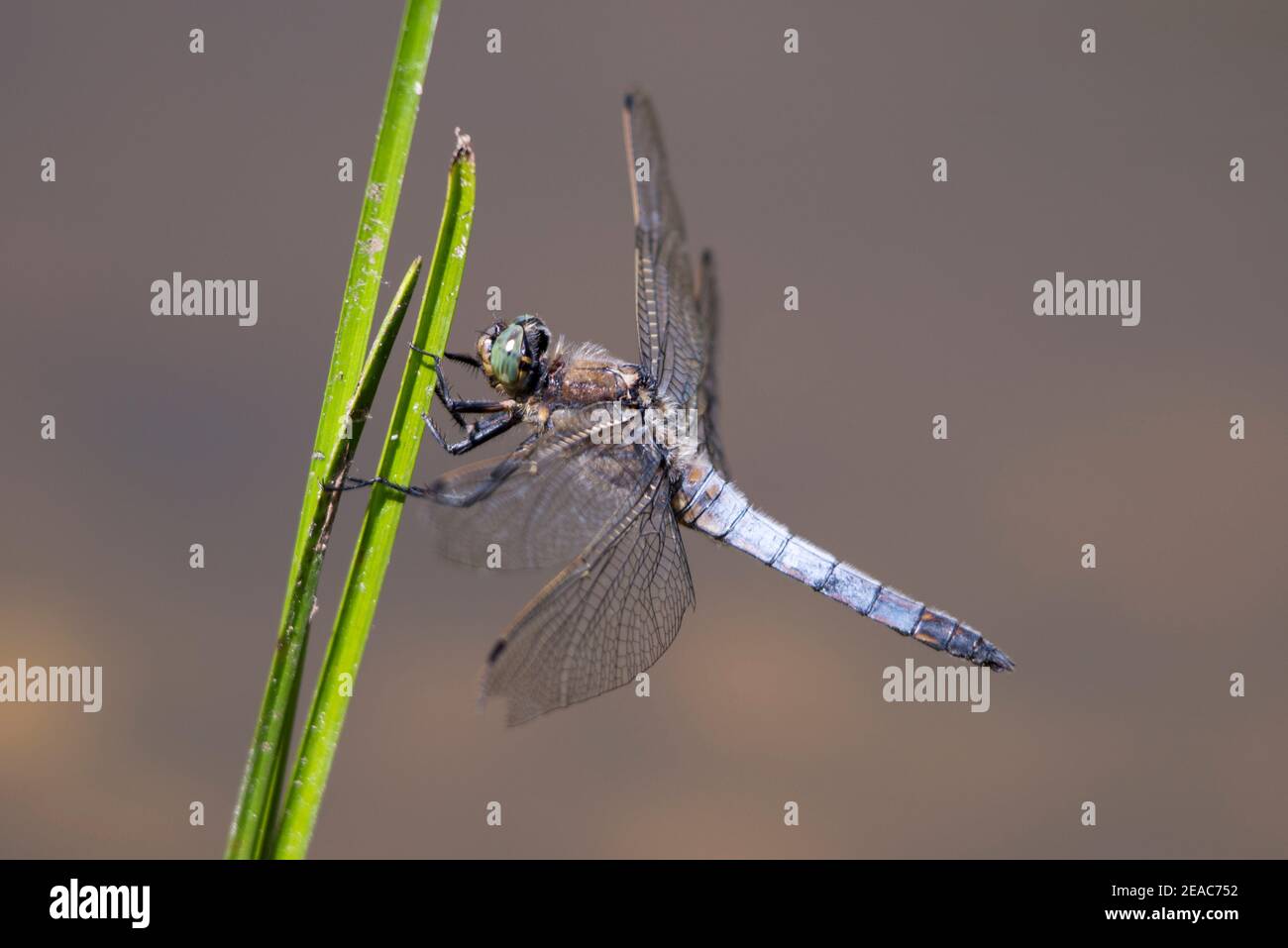 Dragonfly on blade of grass Stock Photo - Alamy