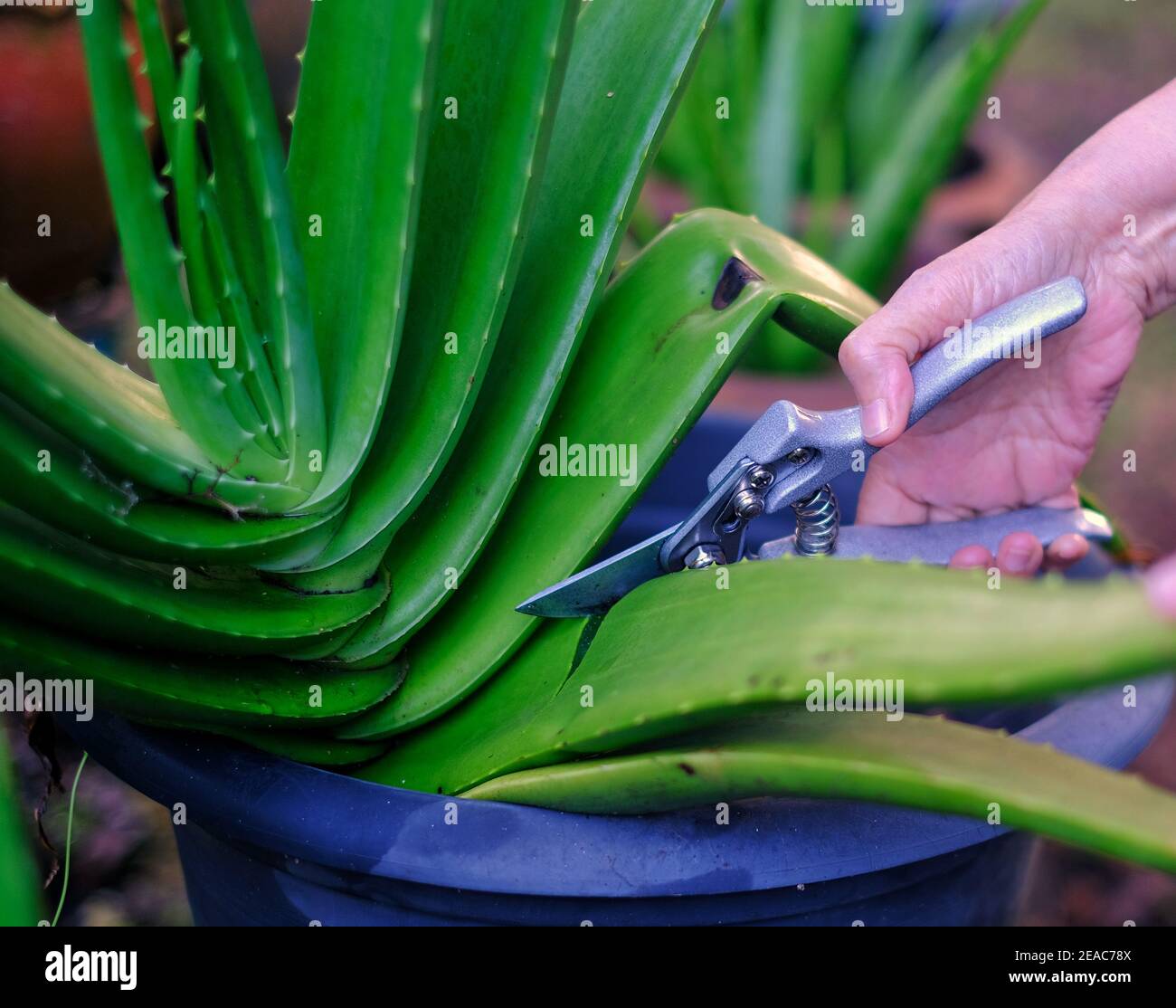 A gardener is using a pruning shears to cut the leaf of a large Aloe Vera  leaf Stock Photo - Alamy