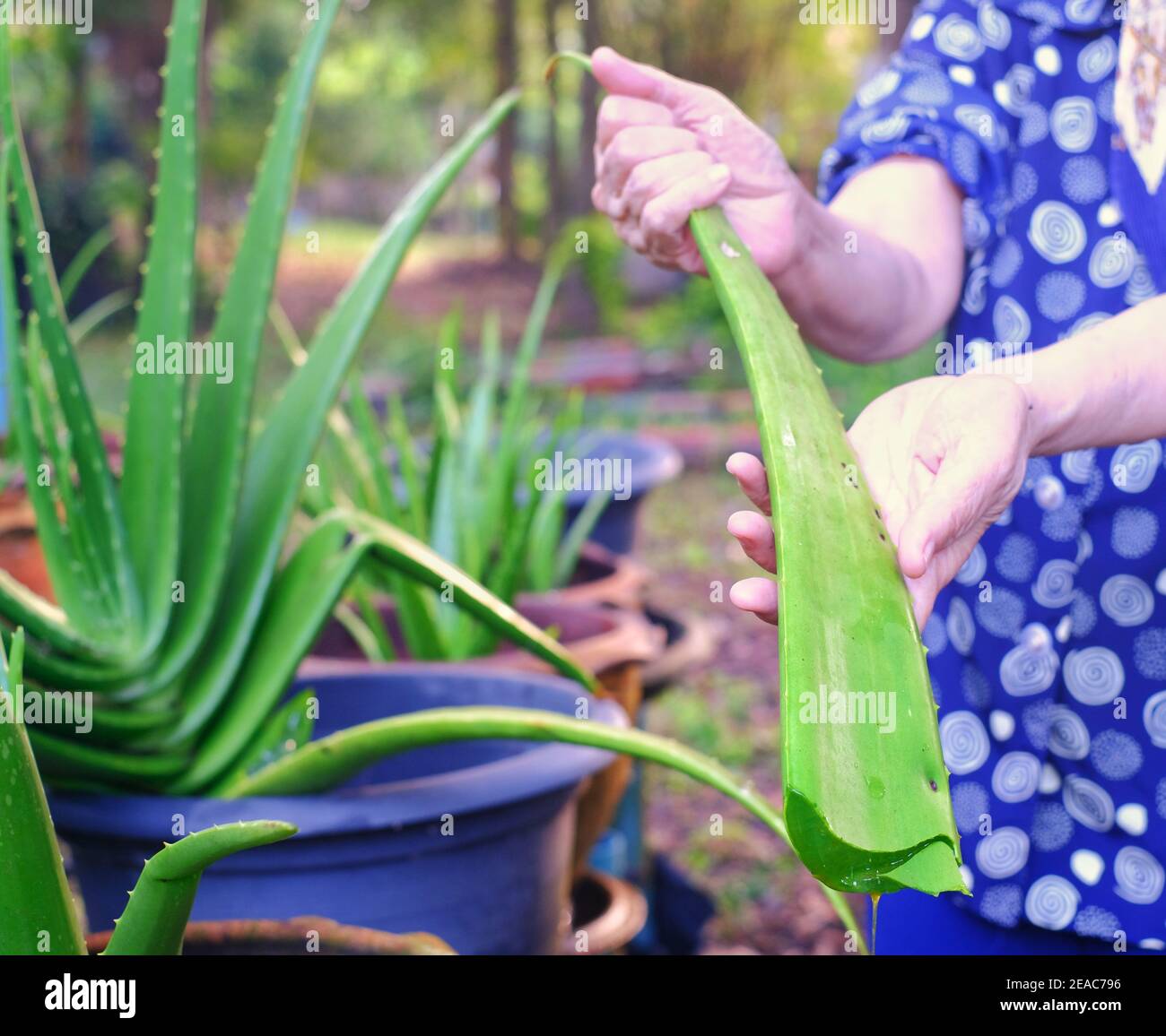 A large freshy cut Aloe Vera leaf being held by a gardener, ready to be  processed, with whole Aloe Vera plants in the background Stock Photo - Alamy