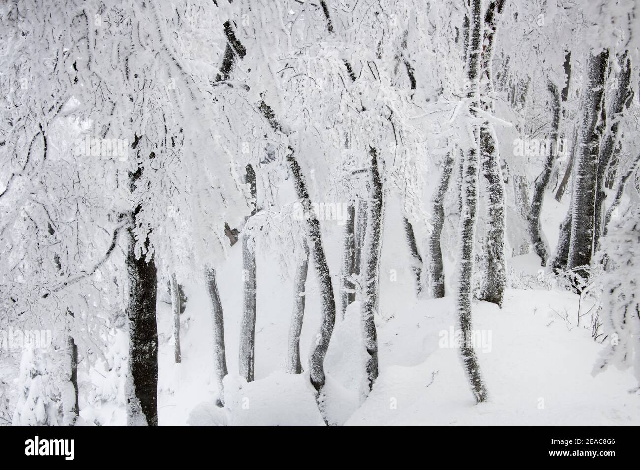 Winter in the Jura, Switzerland Stock Photo Alamy
