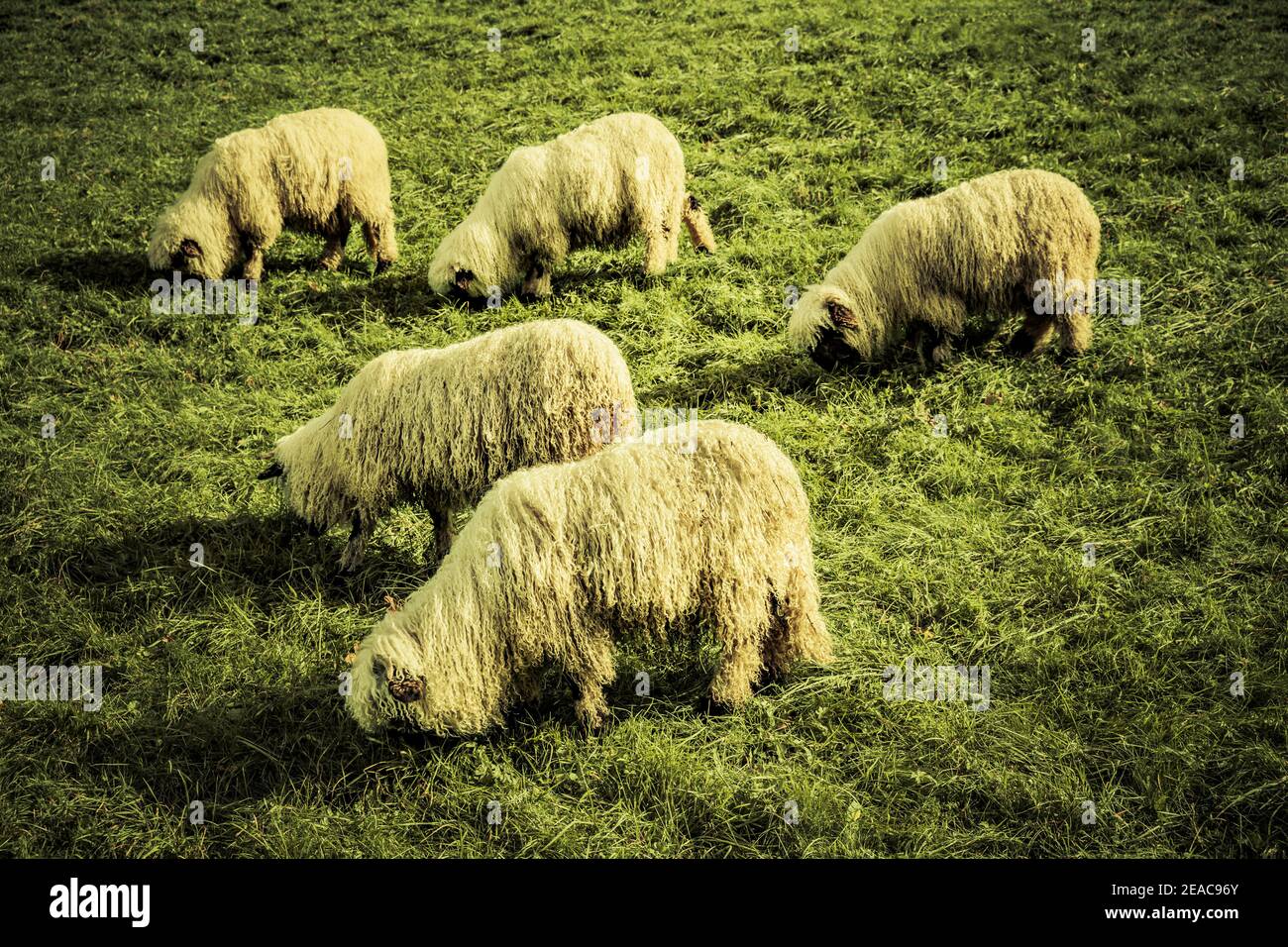 Shaggy long-haired sheep in a meadow Stock Photo