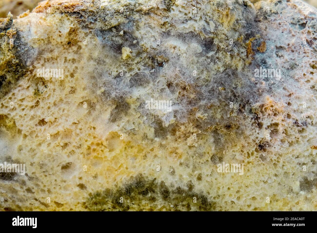 Moldy slice of whole-grain bread closeup Stock Photo