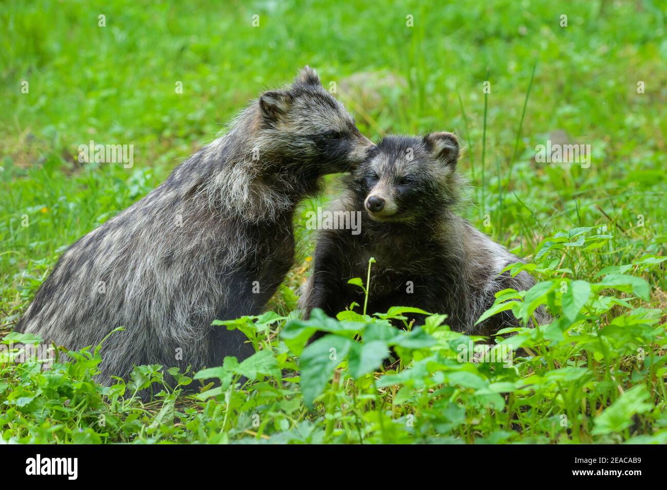Raccoon dog, Nyctereutes procyonoides, two animals Stock Photo