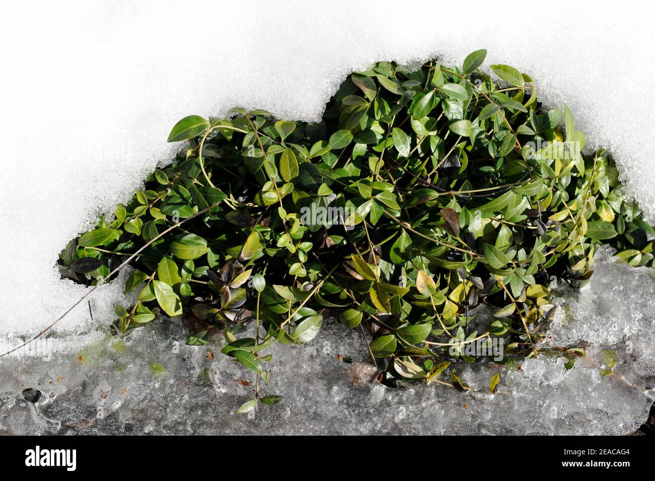 Winter magic in the garden, small periwinkle Vinca minor peeks out from under the snow cover Stock Photo