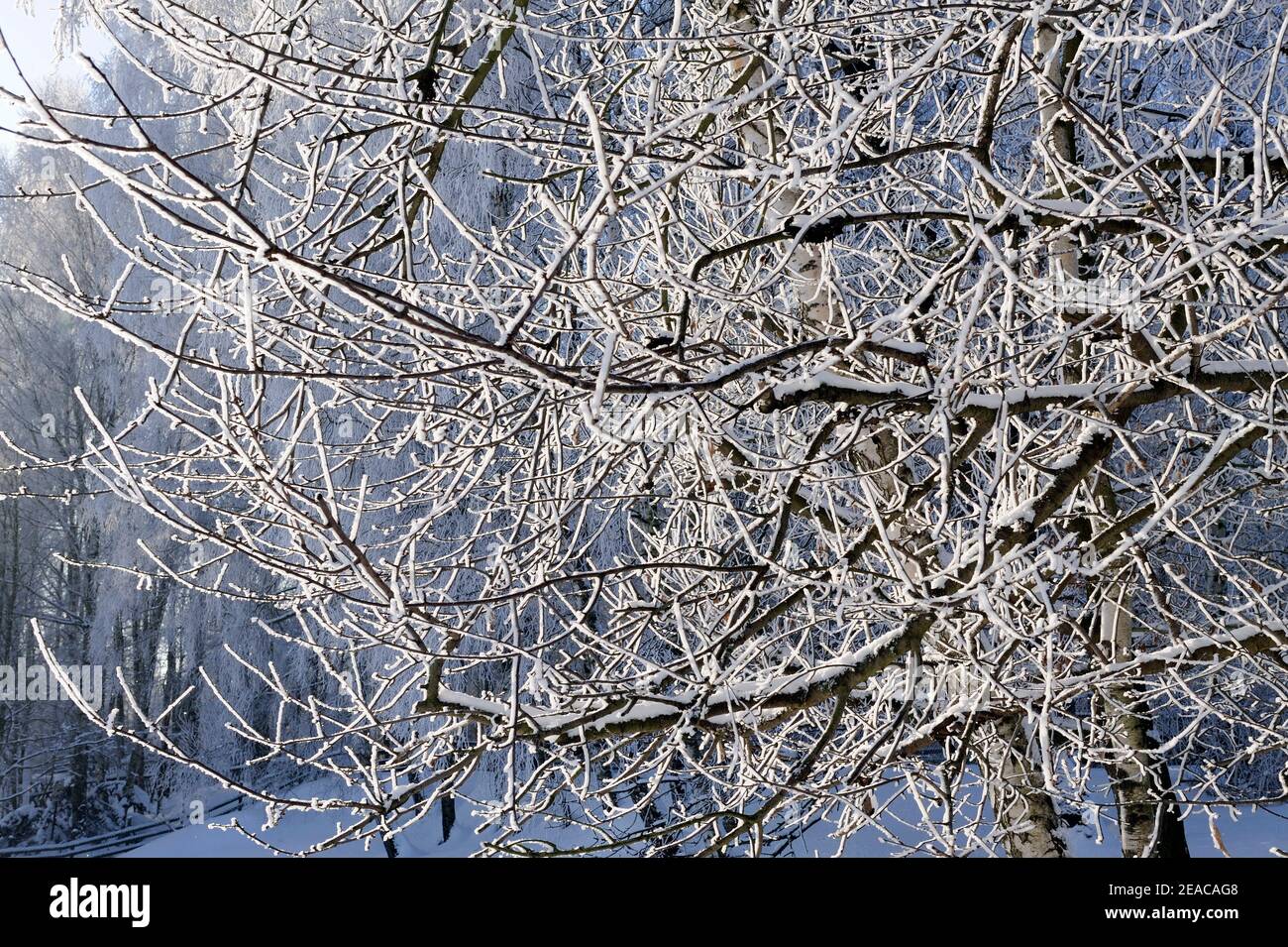 Wild cherry in winter dress, picturesquely covered with snow and hoarfrost Stock Photo