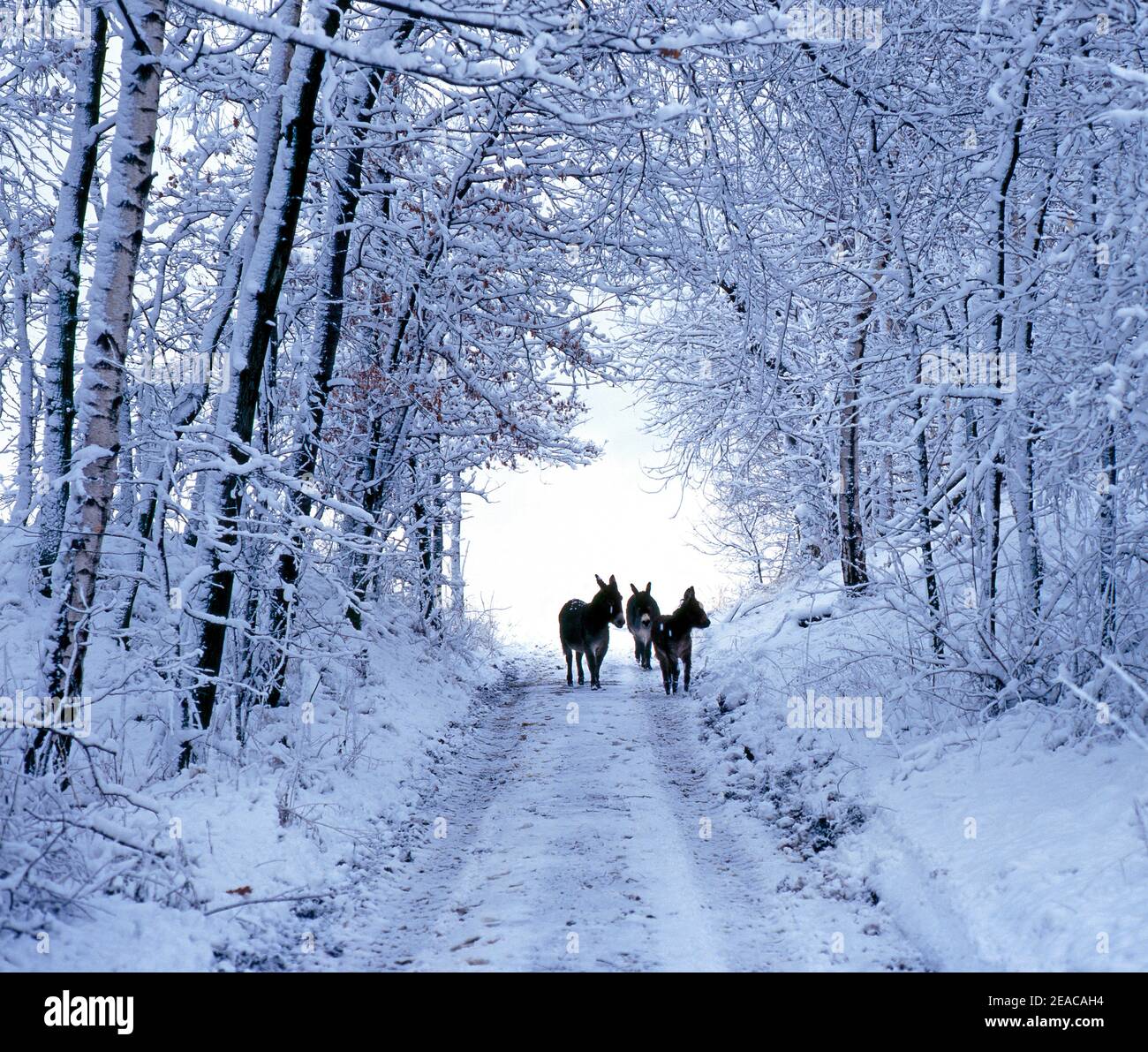 Three donkeys on a snow-covered forest path Stock Photo