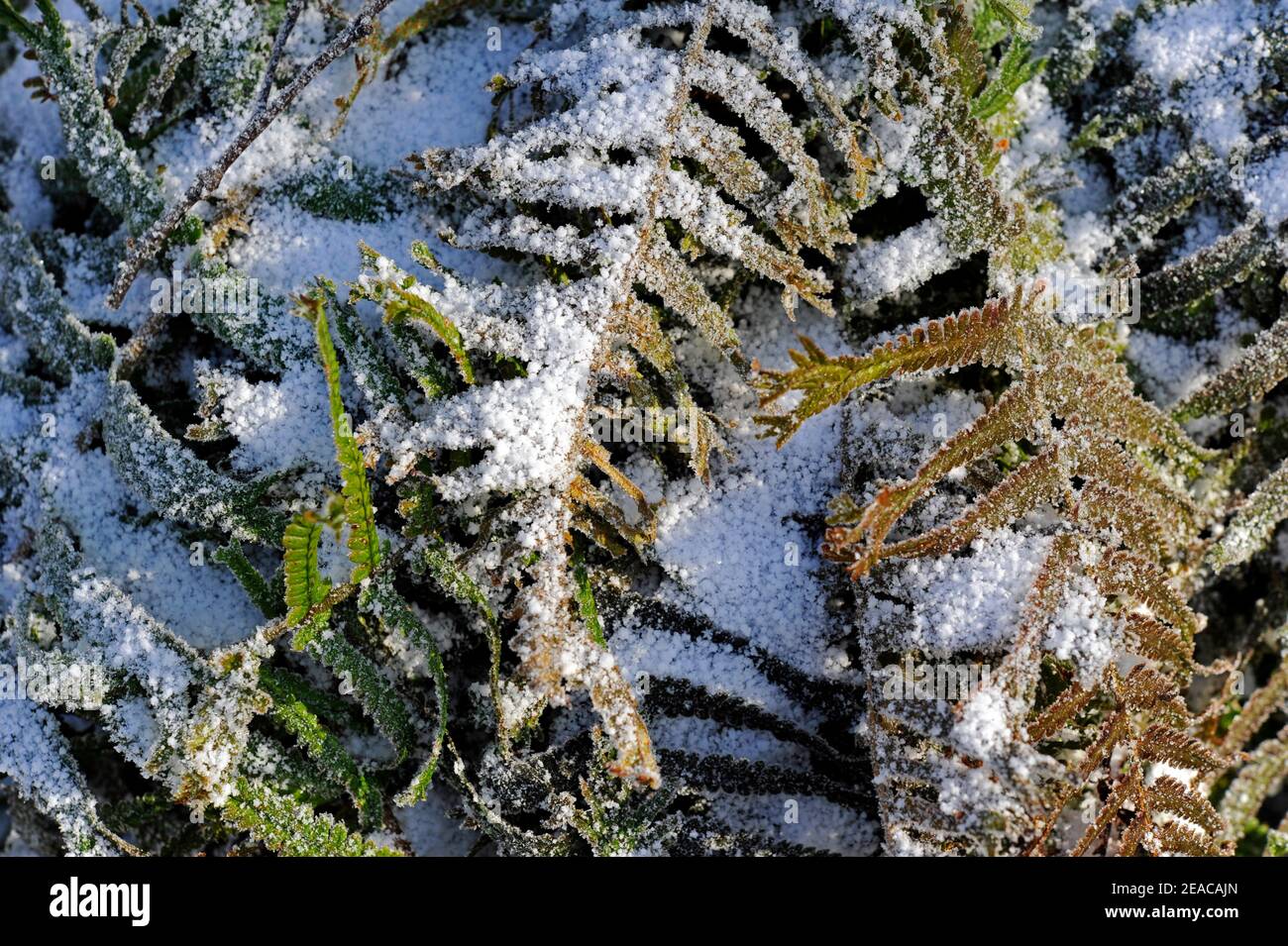 Ferns dusted with snow in the snowy winter forest Stock Photo