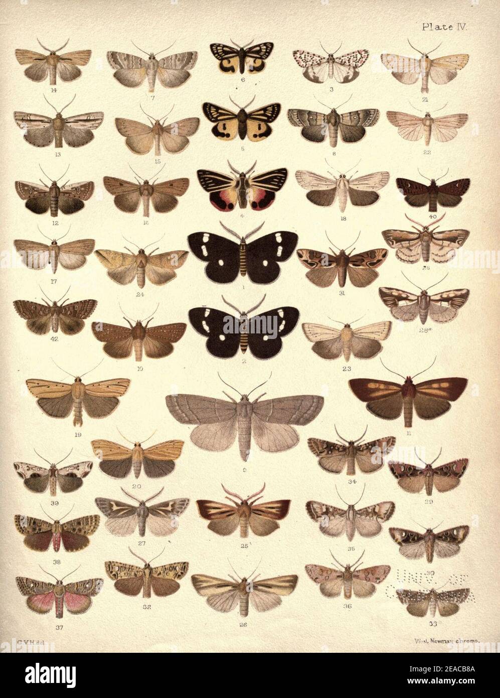 New Zealand Moths and Butterflies (1898) 04 Stock Photo Alamy
