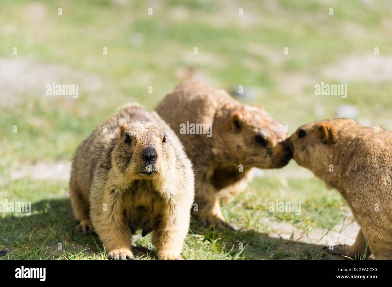 the landscape at the lake Pangong Tso with marmots Stock Photo