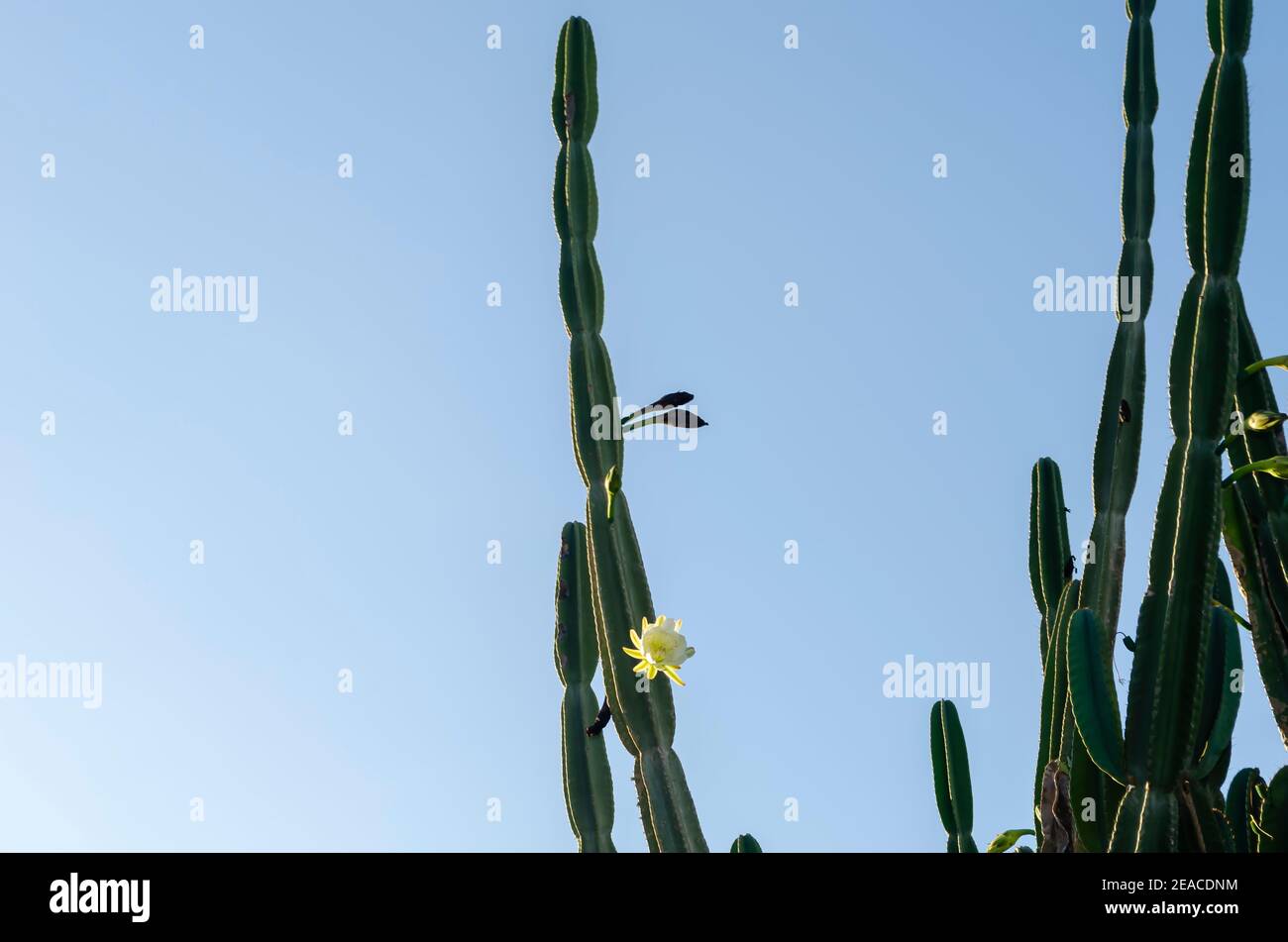 Blooming Cactus Against Sky Background Stock Photo