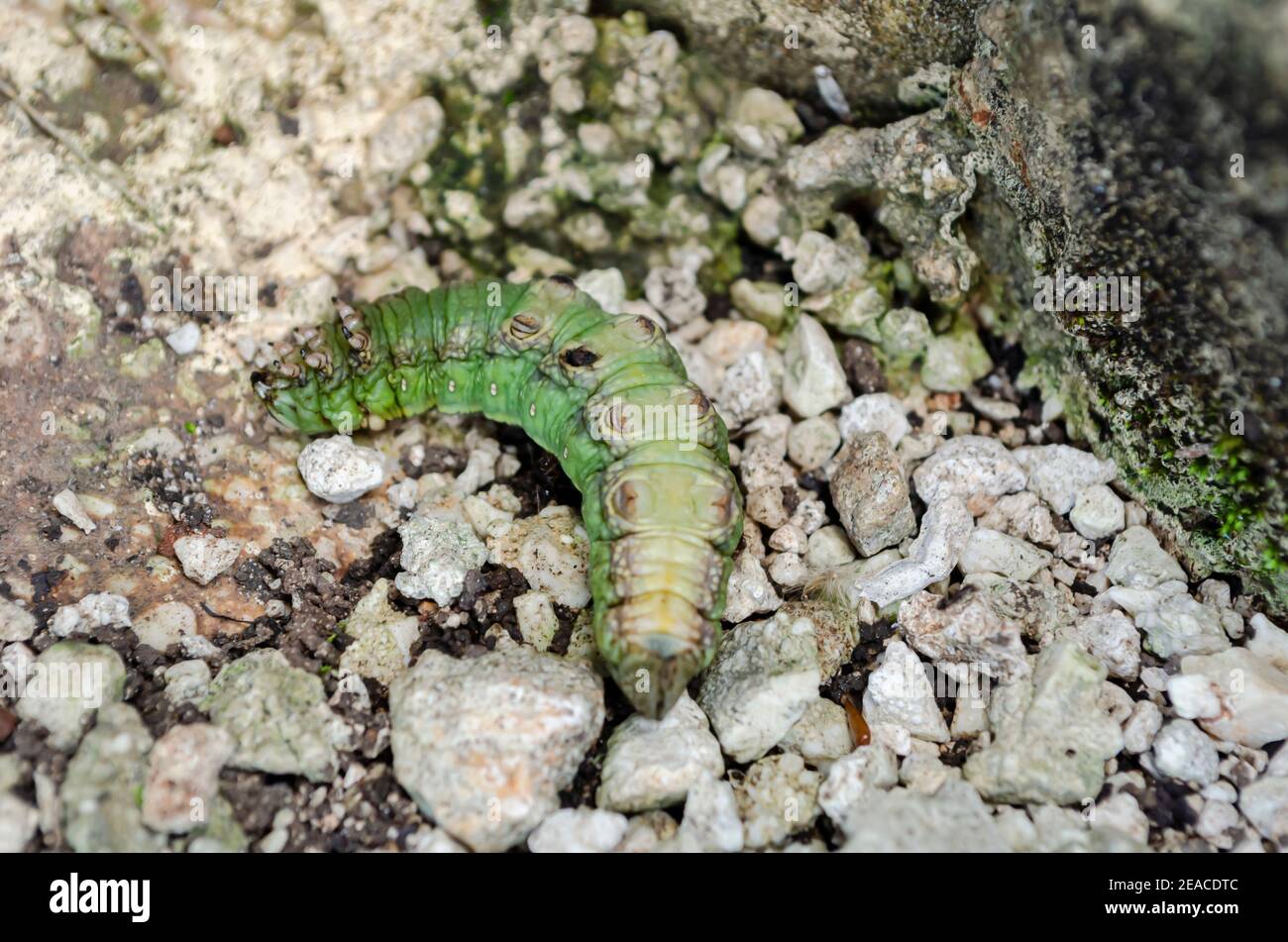 belly-of-green-caterpillar-stock-photo-alamy