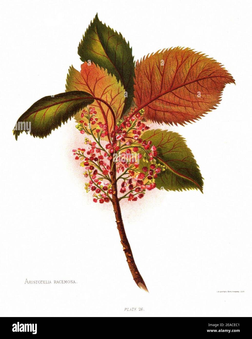 Nfnz d170 aristotelia racemosa. Stock Photo