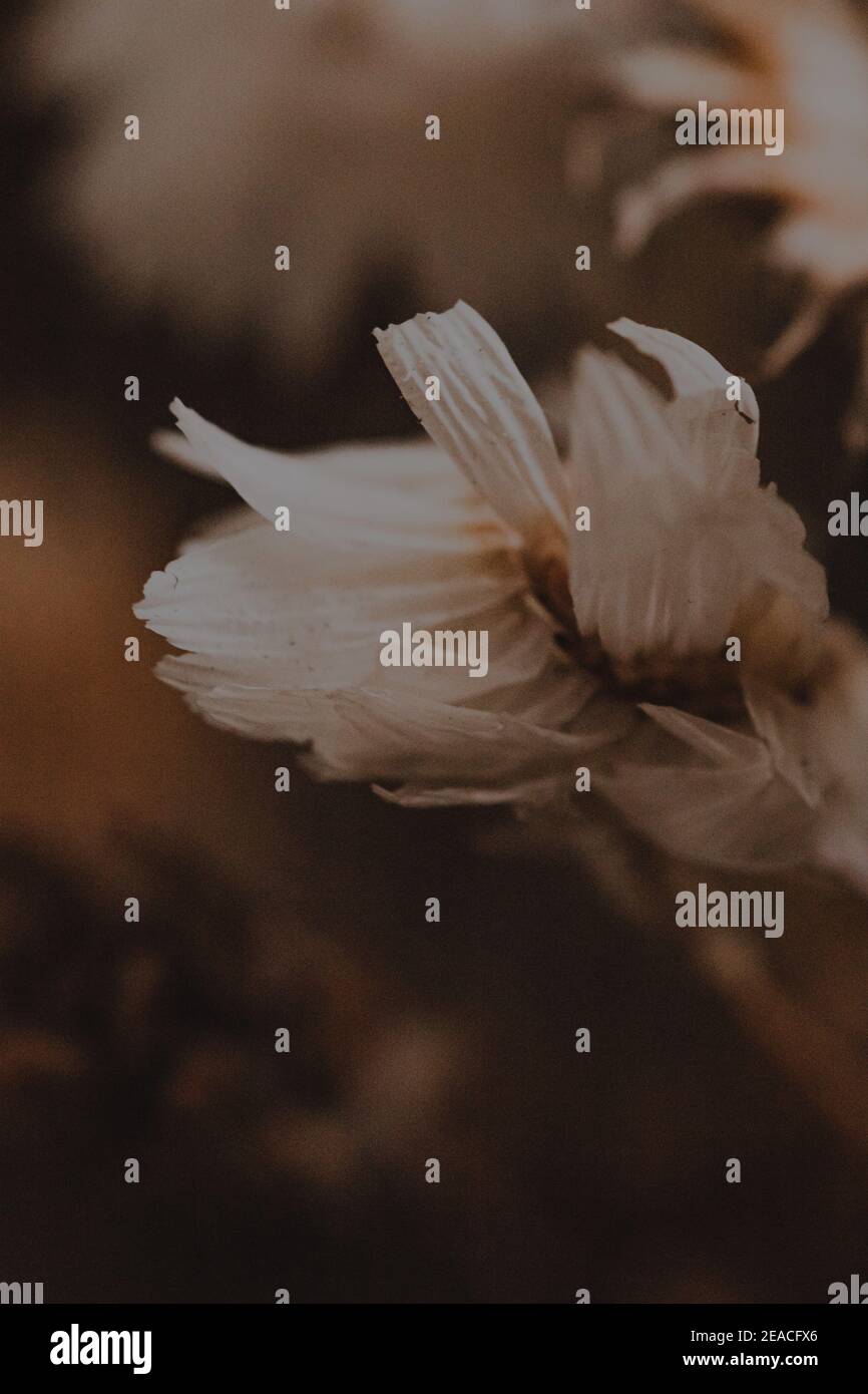 Macro photography of a flower hi-res stock photography and images - Alamy