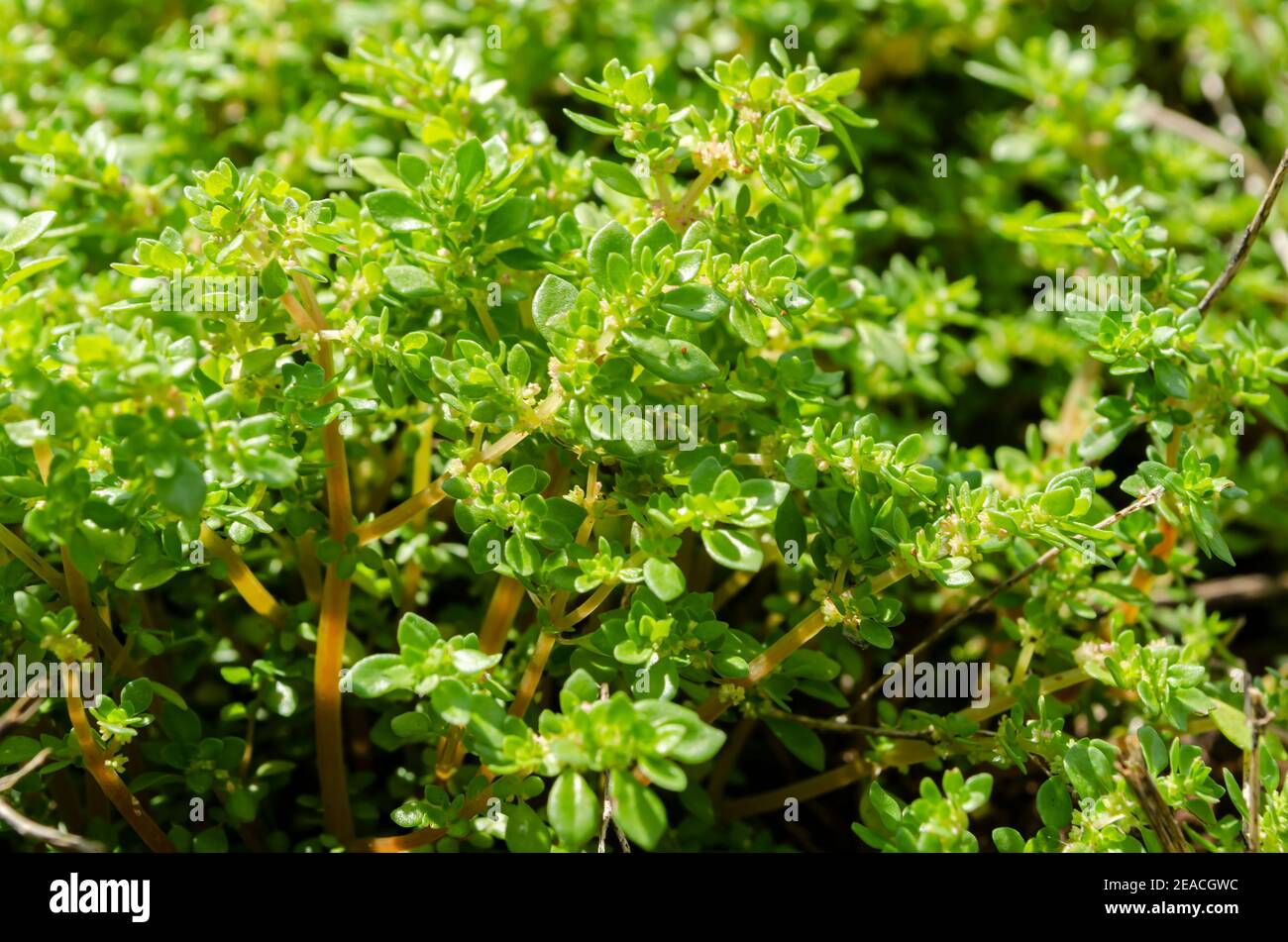 Stems And Branches Of Growing Pilea Microphylla Plant Stock Photo
