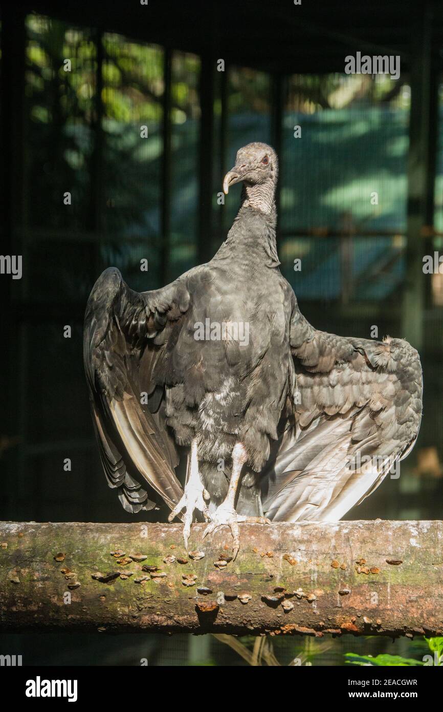 The black vulture (Coragyps atratus)  is a bird in the New World vulture family whose range extends from the northeastern United States to Peru Stock Photo