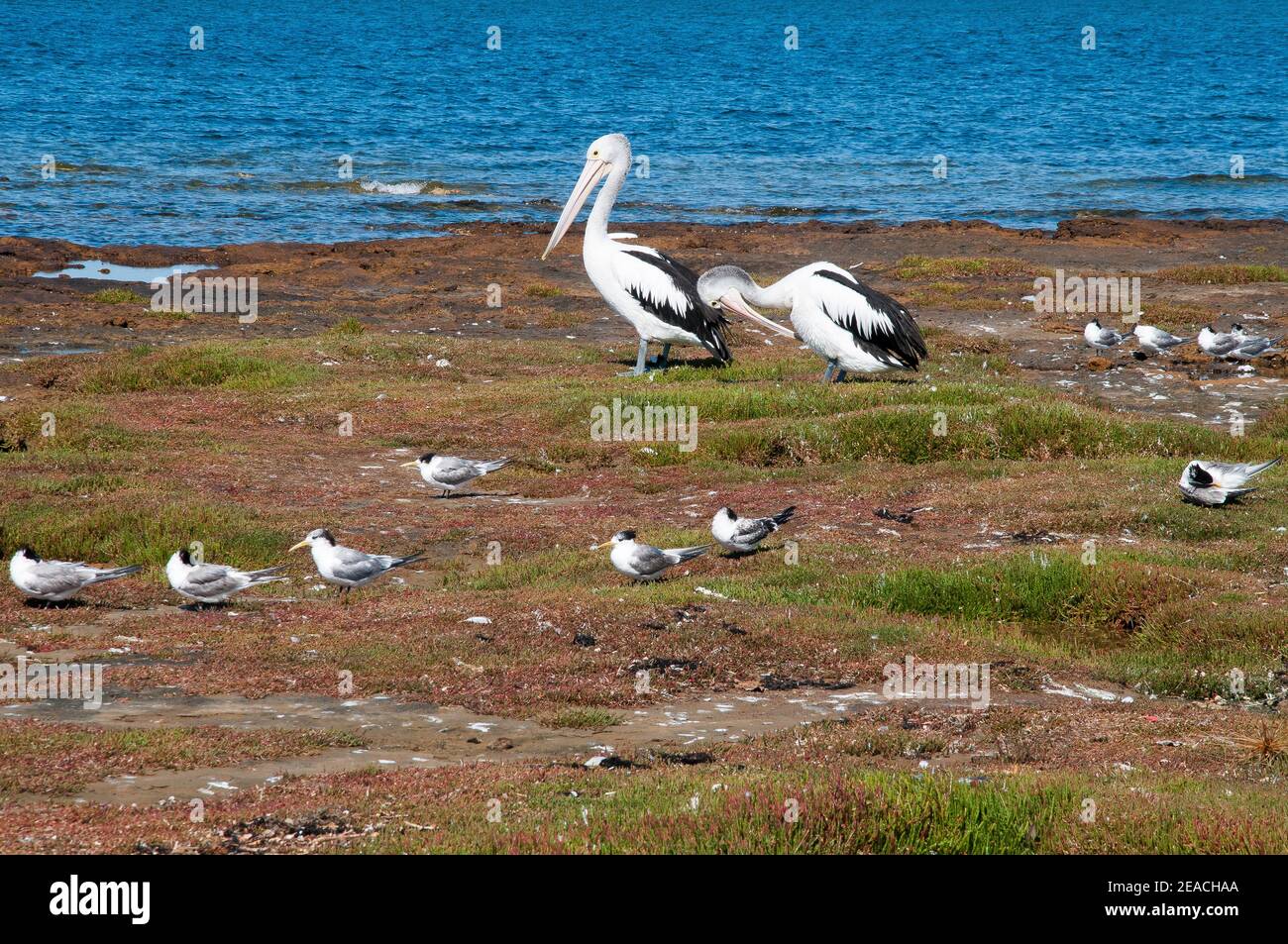 Pelicans browsing the intertidal platform at Ricketts Point, Port Phillip Bay, Melbourne, Summer 2021 Stock Photo