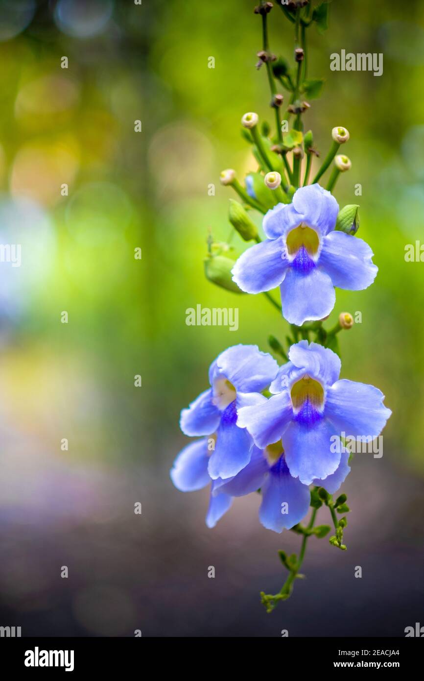 Close up of purple Bengal Trumpet or Thunbergia grandiflora green garden background. Stock Photo